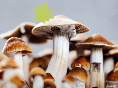 penis envy mushroom